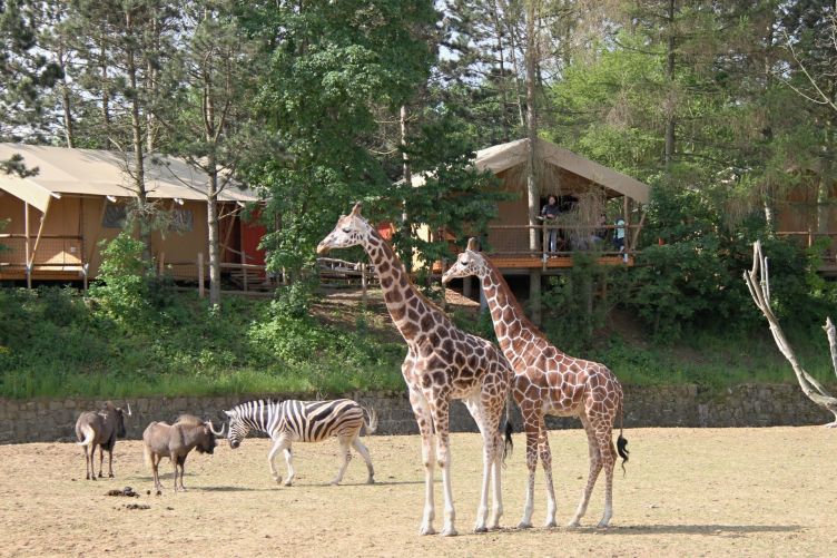 safariparkresort safariparkresort