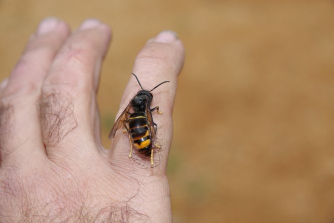 str 8 sršeň asijská